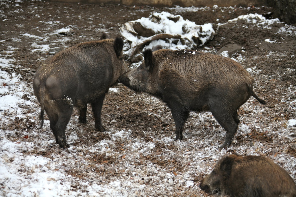 KOE_Wildpark Winterkleid 13_jpg-1324305761