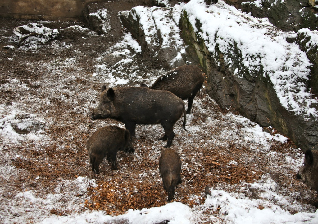 KOE_Wildpark Winterkleid 14_jpg-1324305772