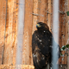 KOE_Wildpark Winterkleid 20_jpg-1324305831