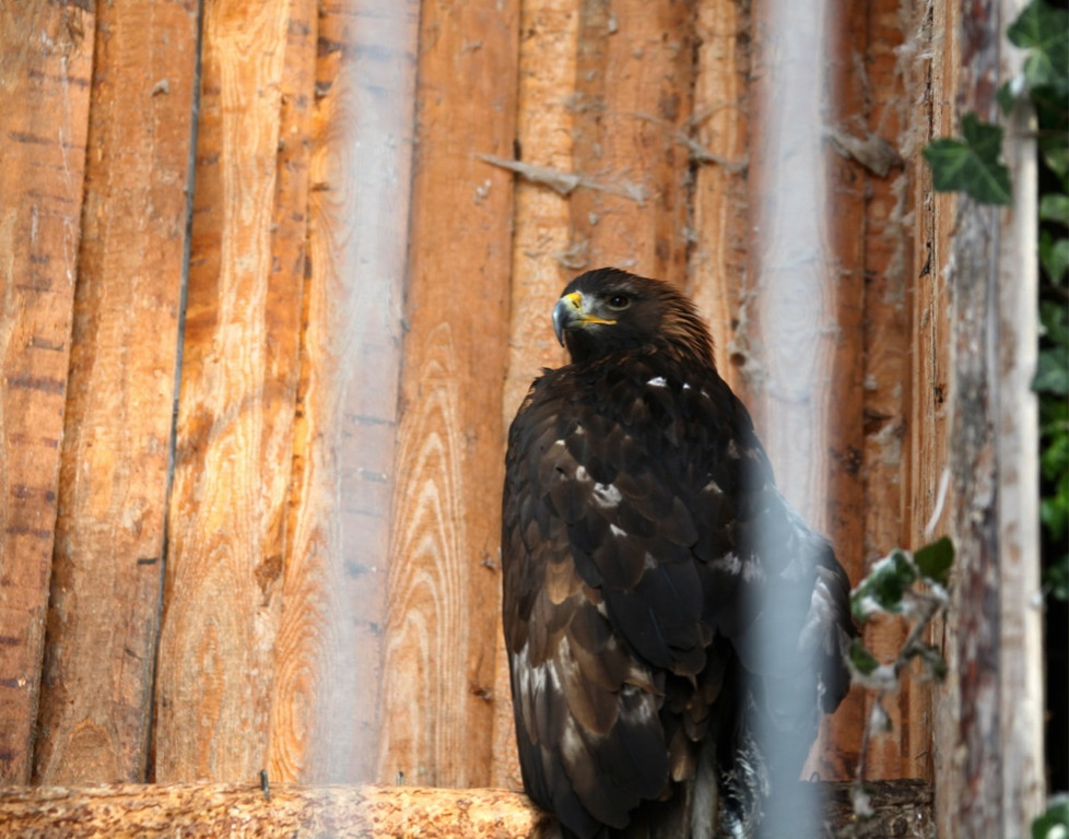 KOE_Wildpark Winterkleid 20_jpg-1324305831