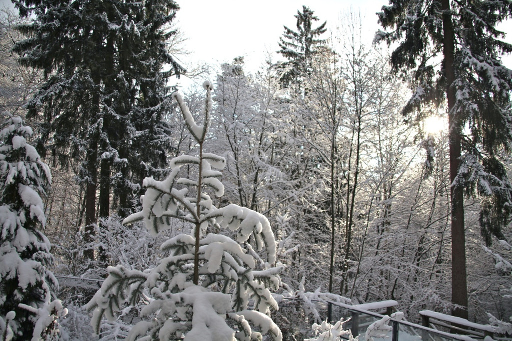 KOE_Wildpark Winterkleid 22_jpg-1324305853