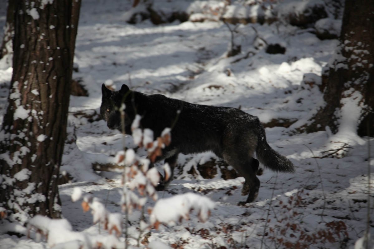KOE_Wildpark Winterkleid 23_jpg-1324305859