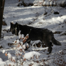 KOE_Wildpark Winterkleid 23_jpg-1324305859