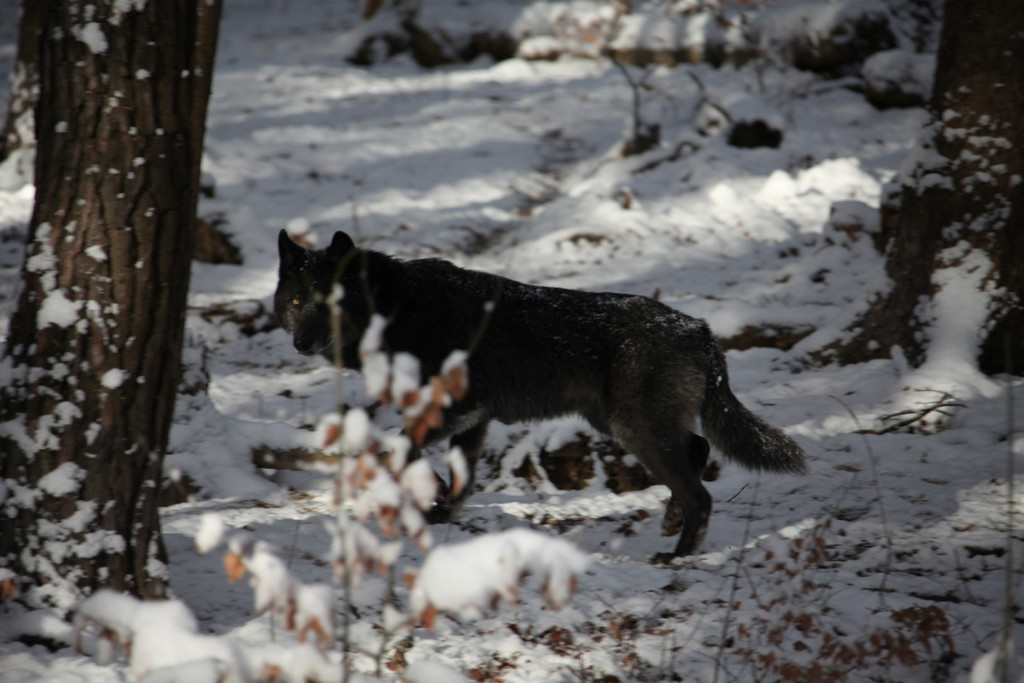 KOE_Wildpark Winterkleid 23_jpg-1324305859