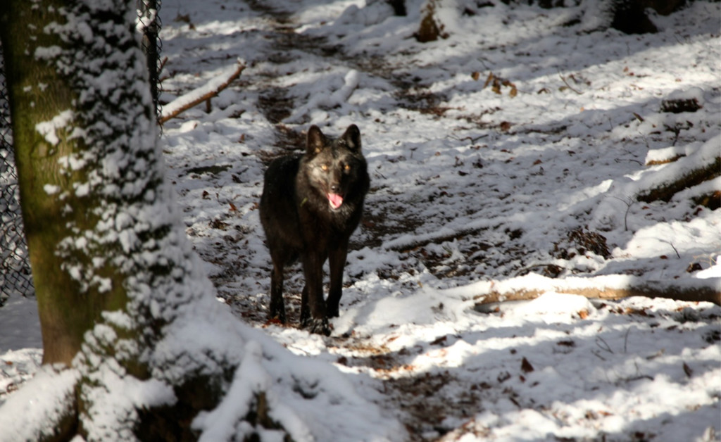 KOE_Wildpark Winterkleid 24_jpg-1324305867