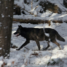 KOE_Wildpark Winterkleid 26_jpg-1324305878