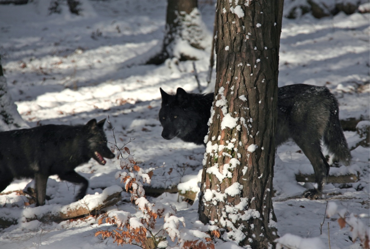 KOE_Wildpark Winterkleid 27_jpg-1324305884