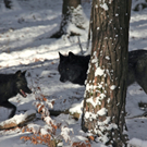 KOE_Wildpark Winterkleid 27_jpg-1324305884