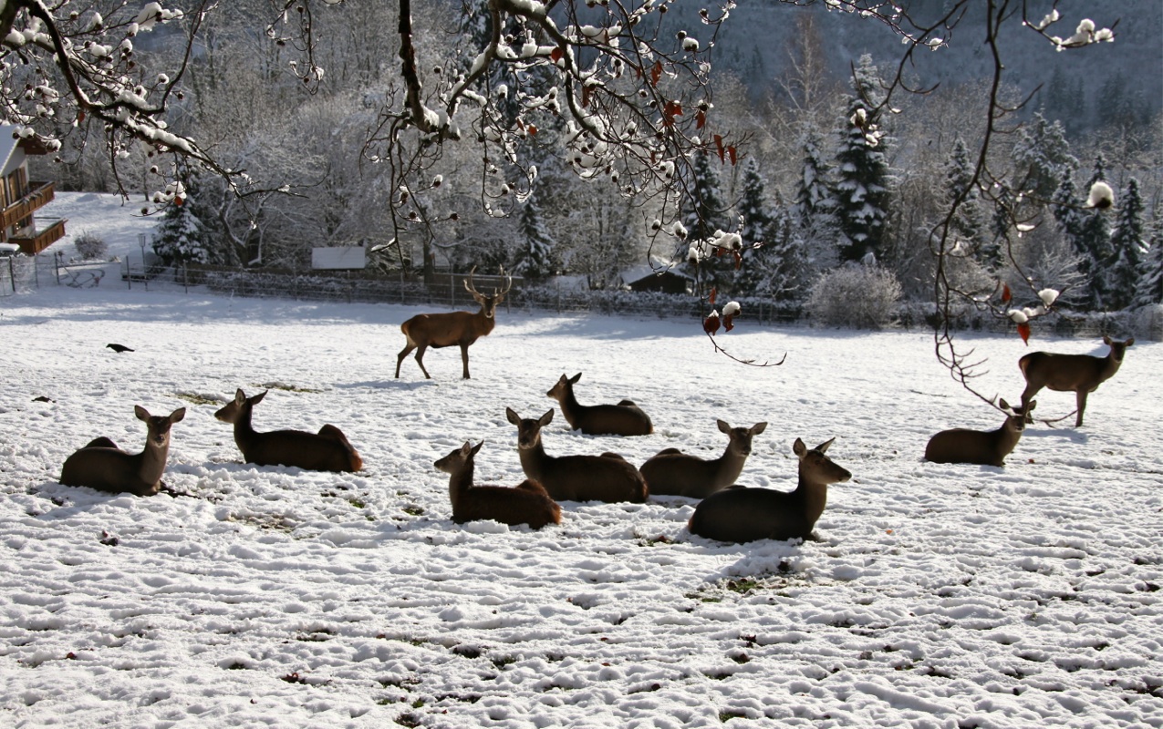 KOE_Wildpark Winterkleid 30_jpg-1324305920