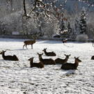 KOE_Wildpark Winterkleid 30_jpg-1324305920