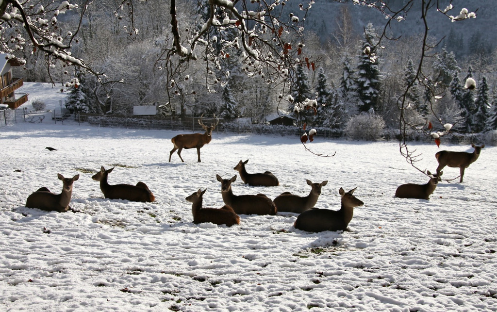 KOE_Wildpark Winterkleid 30_jpg-1324305920