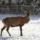 KOE_Wildpark Winterkleid 31_jpg-1324305925