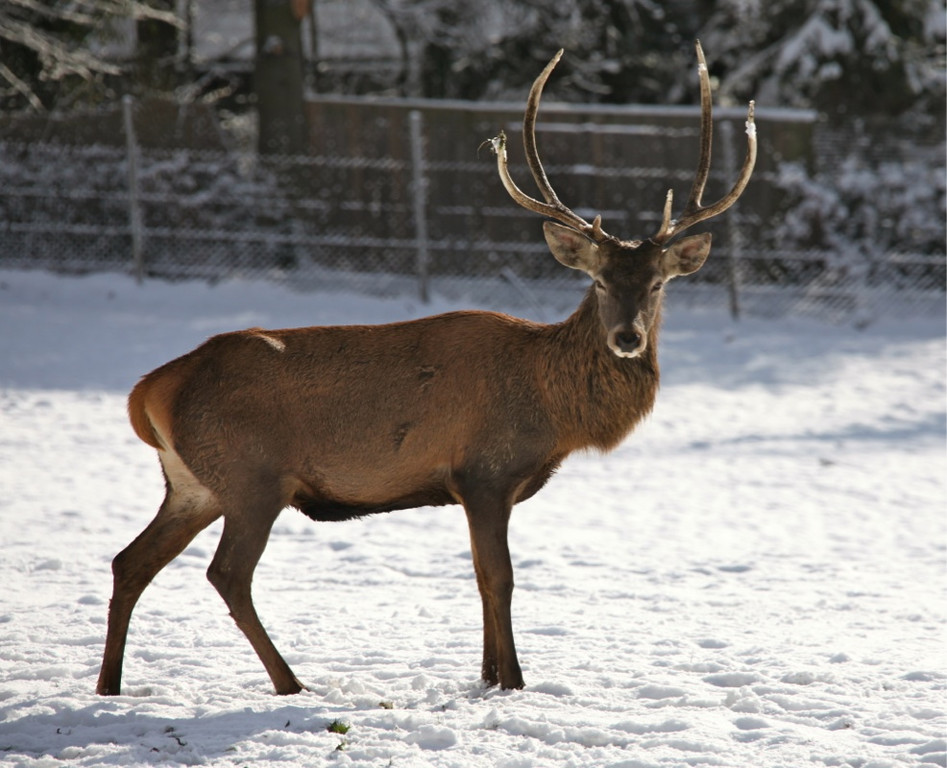 KOE_Wildpark Winterkleid 31_jpg-1324305925