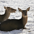 KOE_Wildpark Winterkleid 32_jpg-1324305931