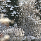 KOE_Wildpark Winterkleid 33_jpg-1324305942