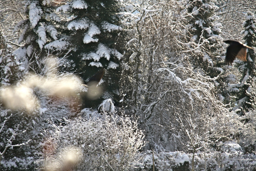 KOE_Wildpark Winterkleid 33_jpg-1324305942