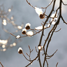 KOE_Wildpark Winterkleid 34_jpg-1324305948