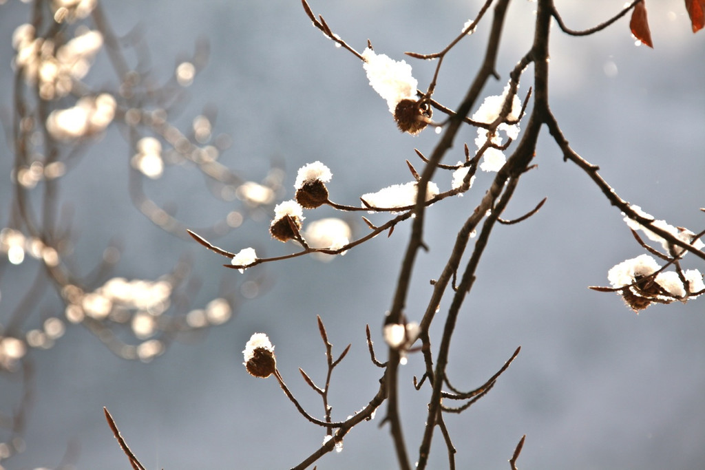 KOE_Wildpark Winterkleid 34_jpg-1324305948