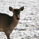 KOE_Wildpark Winterkleid 37_jpg-1324305982