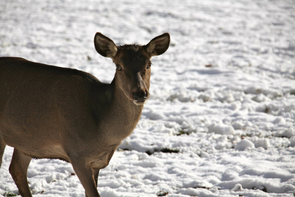 KOE_Wildpark Winterkleid 37_jpg-1324305982