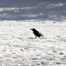 KOE_Wildpark Winterkleid 38_jpg-1324305987