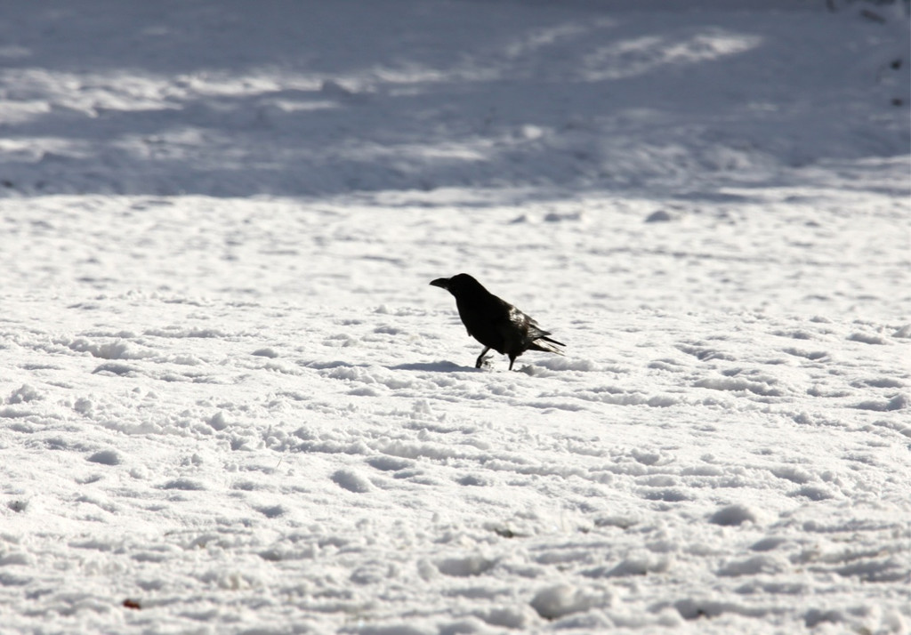 KOE_Wildpark Winterkleid 38_jpg-1324305987