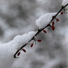 KOE_Wildpark Winterkleid 43_jpg-1324306036