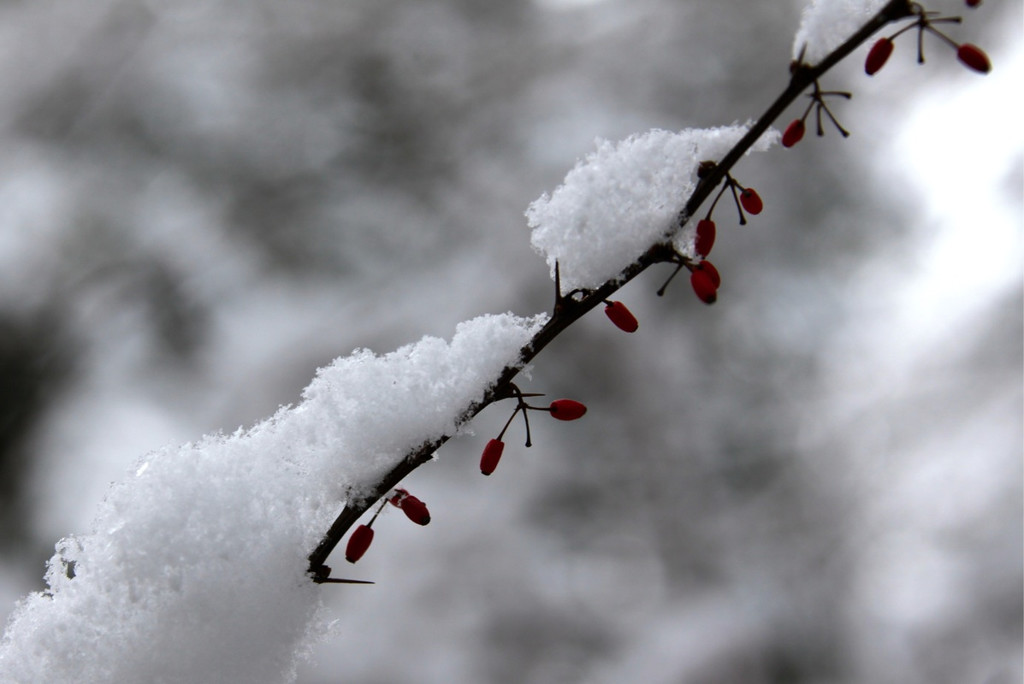KOE_Wildpark Winterkleid 43_jpg-1324306036