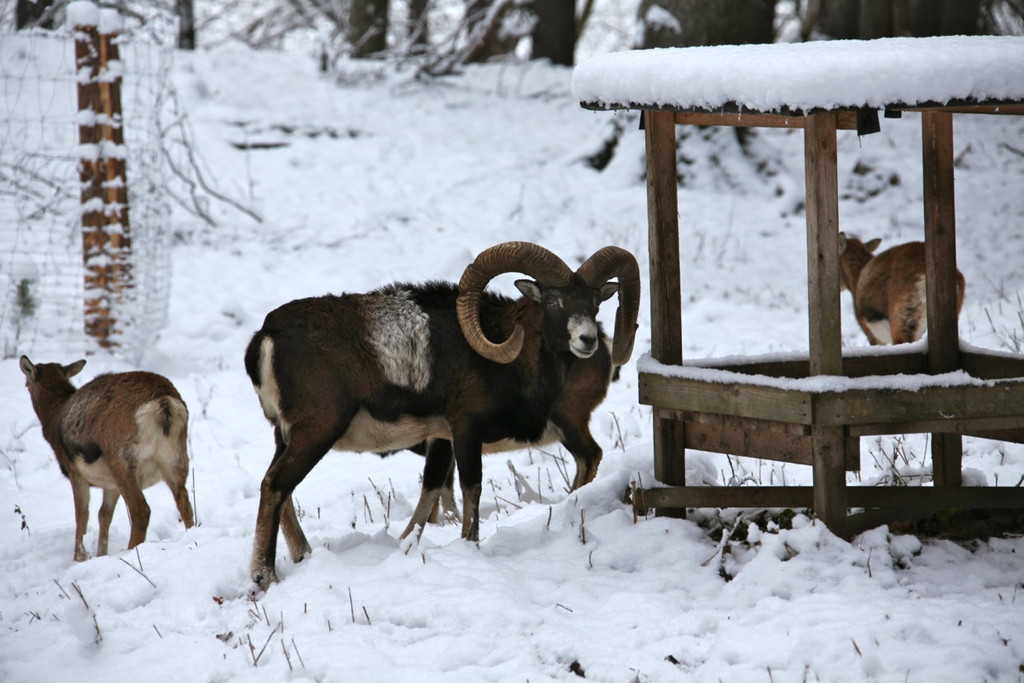 KOE_Wildpark Winterkleid 45_jpg-1324306055