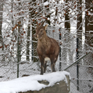 KOE_Wildpark Winterkleid 47_jpg-1324306075