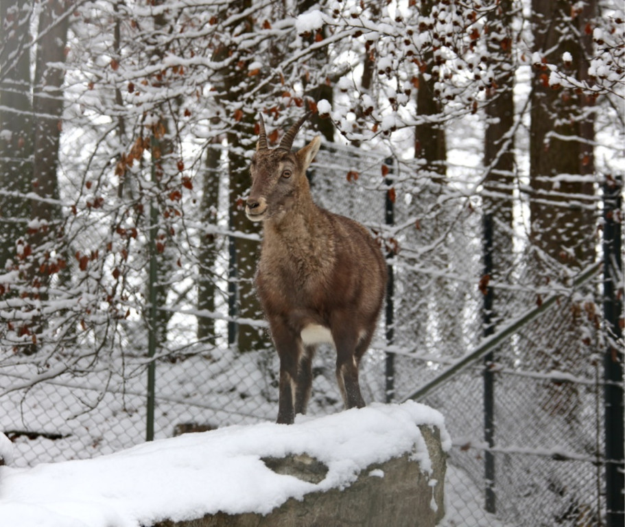 KOE_Wildpark Winterkleid 47_jpg-1324306075