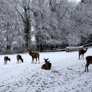 KOE_Wildpark Winterkleid 48_jpg-1324306087