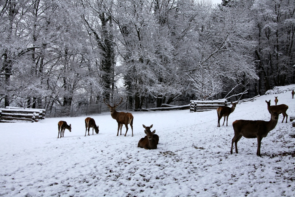 KOE_Wildpark Winterkleid 48_jpg-1324306087