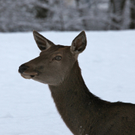 KOE_Wildpark Winterkleid 50_jpg-1324306102