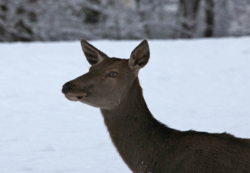 KOE_Wildpark Winterkleid 50_jpg-1324306102