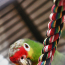 Weihnachten im Tierschutzhaus