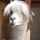 zoo-sbg-an.JPG