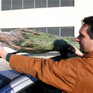 Christbaum_Kerbel_04.jpg