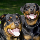 rottweiler-bb.jpg