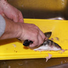 Fischbehandlung.JPG