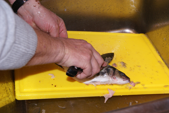 Fischbehandlung.JPG