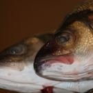 Fische.JPG