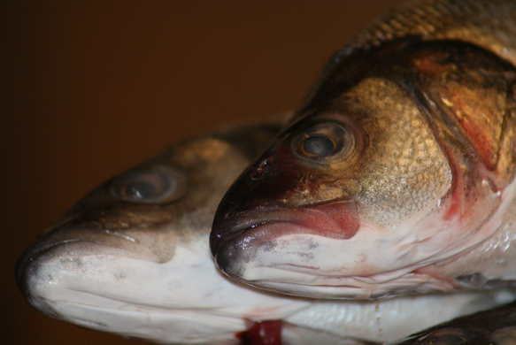 Fische.JPG