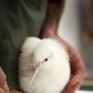 Weißer Kiwi in Neuseeland