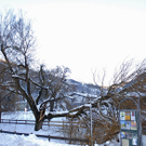 Baum