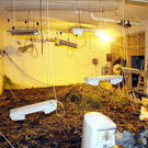 Indoorhanfplantage in Rorschach entdeckt