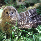 Habichtskauz: Der knuffige Raubvogel
