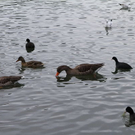 normal_26122011fmt_eisleopoldskron_ta_001.JPG