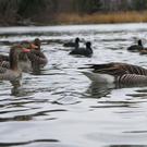 normal_26122011fmt_eisleopoldskron_ta_002.JPG