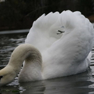 normal_26122011fmt_eisleopoldskron_ta_003.JPG